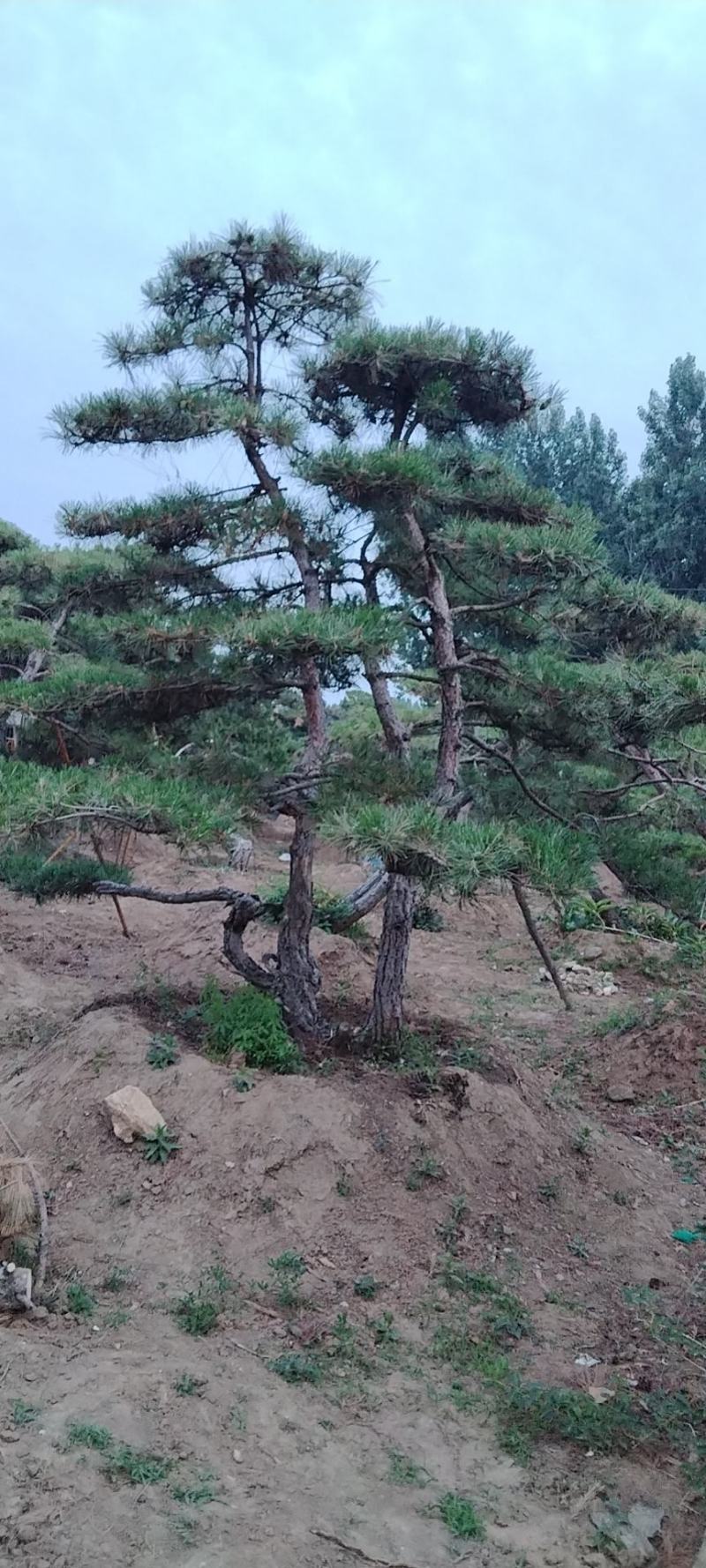 泰山迎客松，景观松，造型黑松！