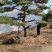 泰山迎客松，景观松，造型黑松！