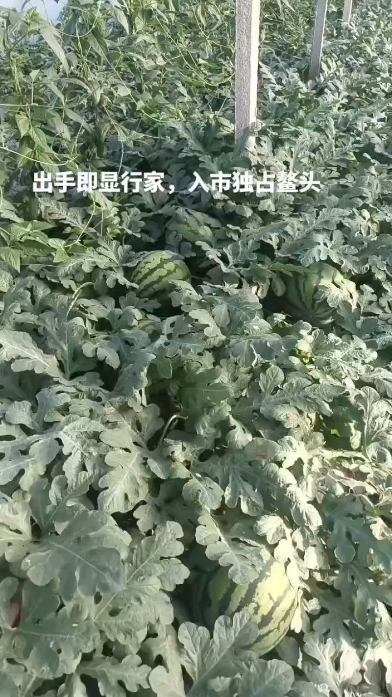 甜王，京欣等品种为主，8成熟以上