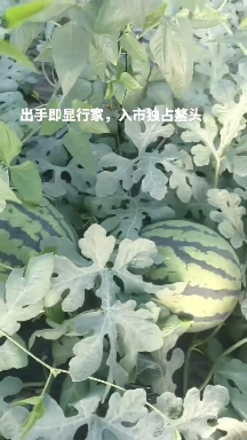 甜王，京欣等品种为主，8成熟以上