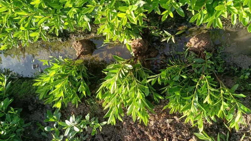 毛鹃小毛球高35冠20中毛球高40-50冠25均有货