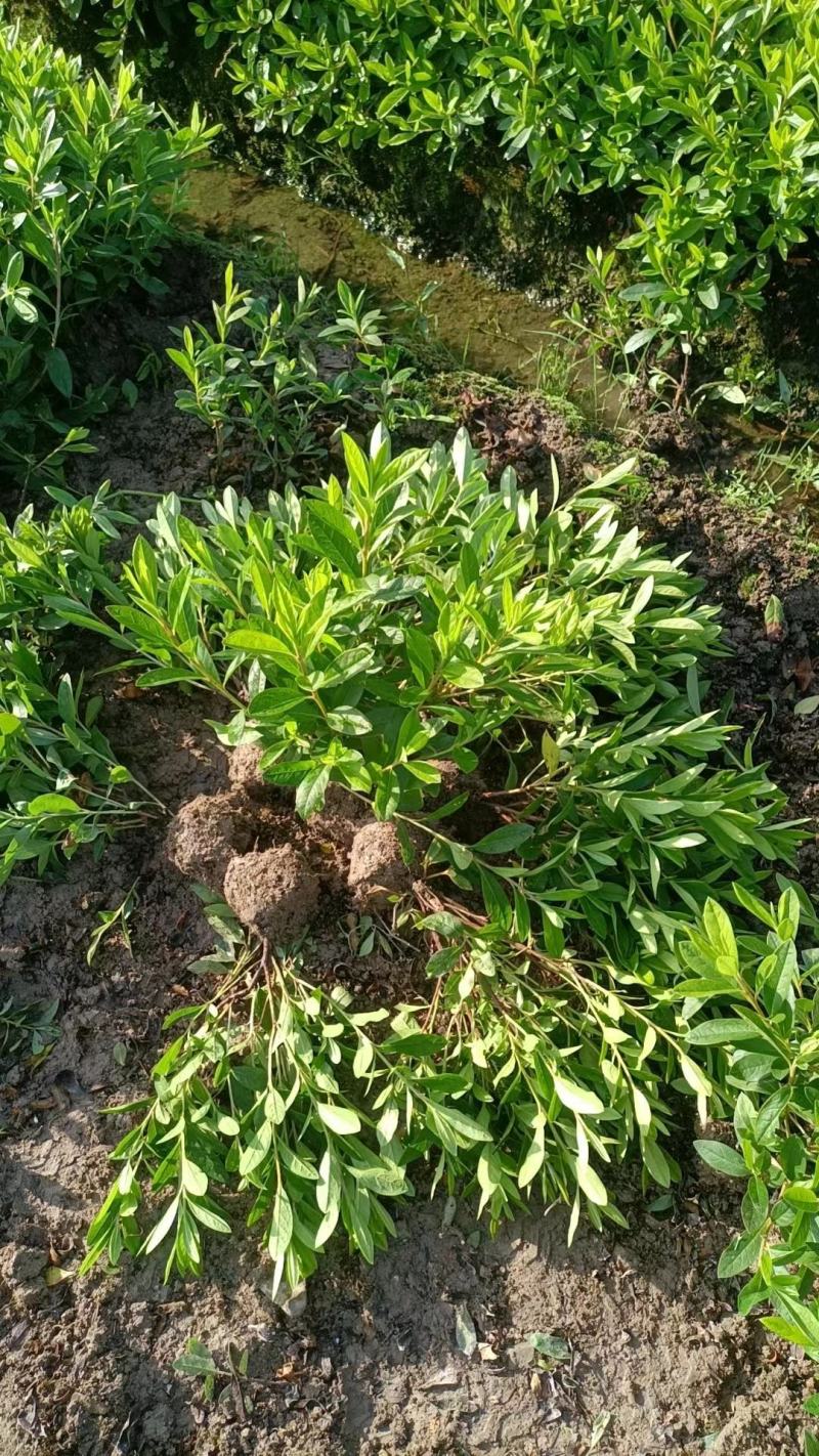毛鹃小毛球高35冠20中毛球高40-50冠25均有货