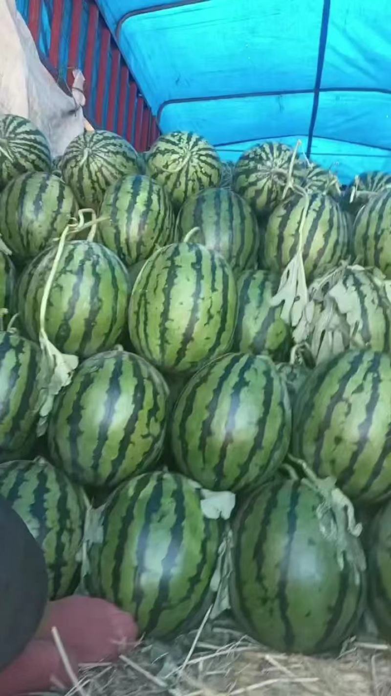 大量供应，精品甜王