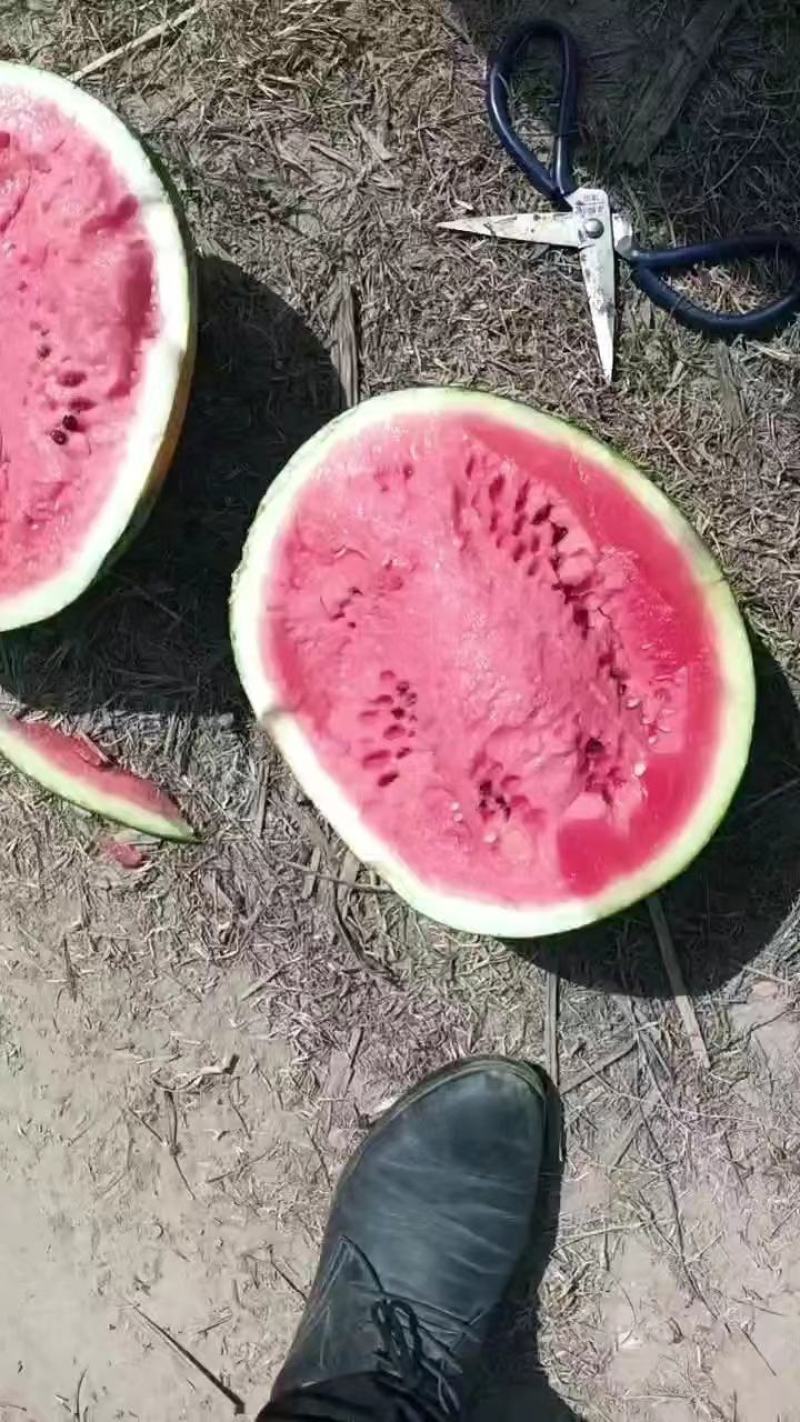 大量供应，精品甜王