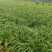 石菖蒲干货野生，石昌蒲苗，高含量石菖蒲，无毛干净