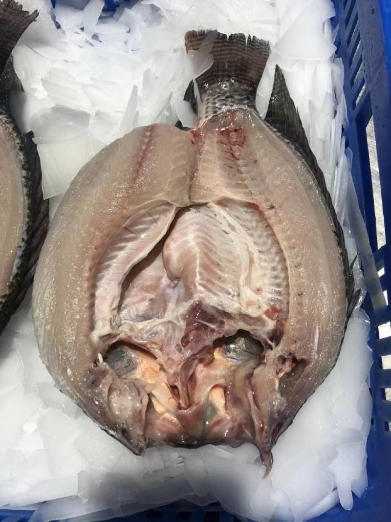 罗非鱼开背条冻三去厂家直销