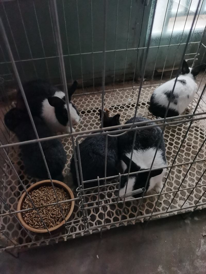 自家养的几只侏儒兔，有要的可以联系，