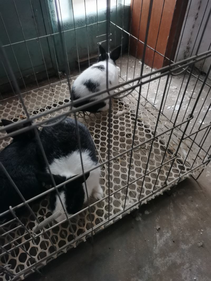 自家养的几只侏儒兔，有要的可以联系，