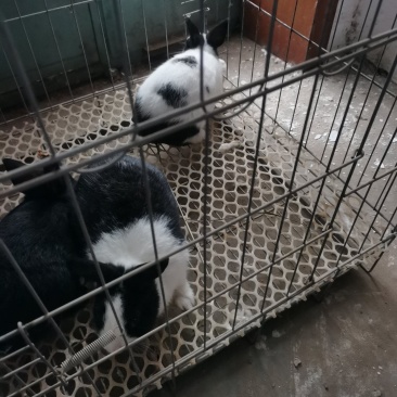 自家养的几只侏儒兔，有要的可以联系，