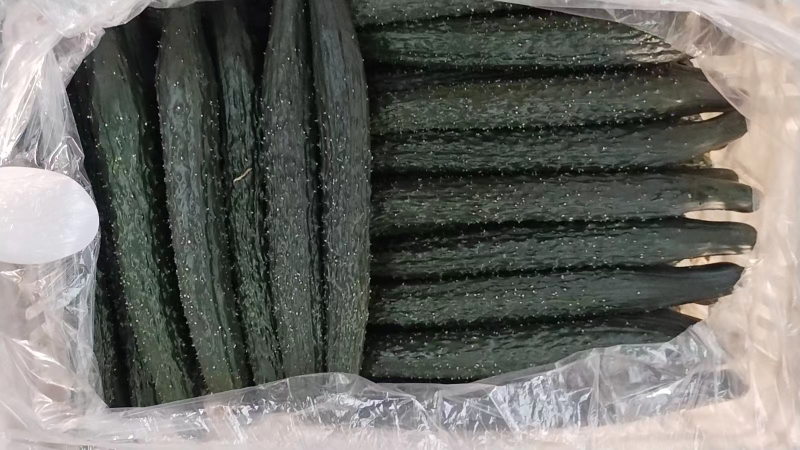 水黄瓜与旱黄瓜品种对比