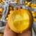 河北省黄油桃专业代收沙土种植产地直销现摘现发