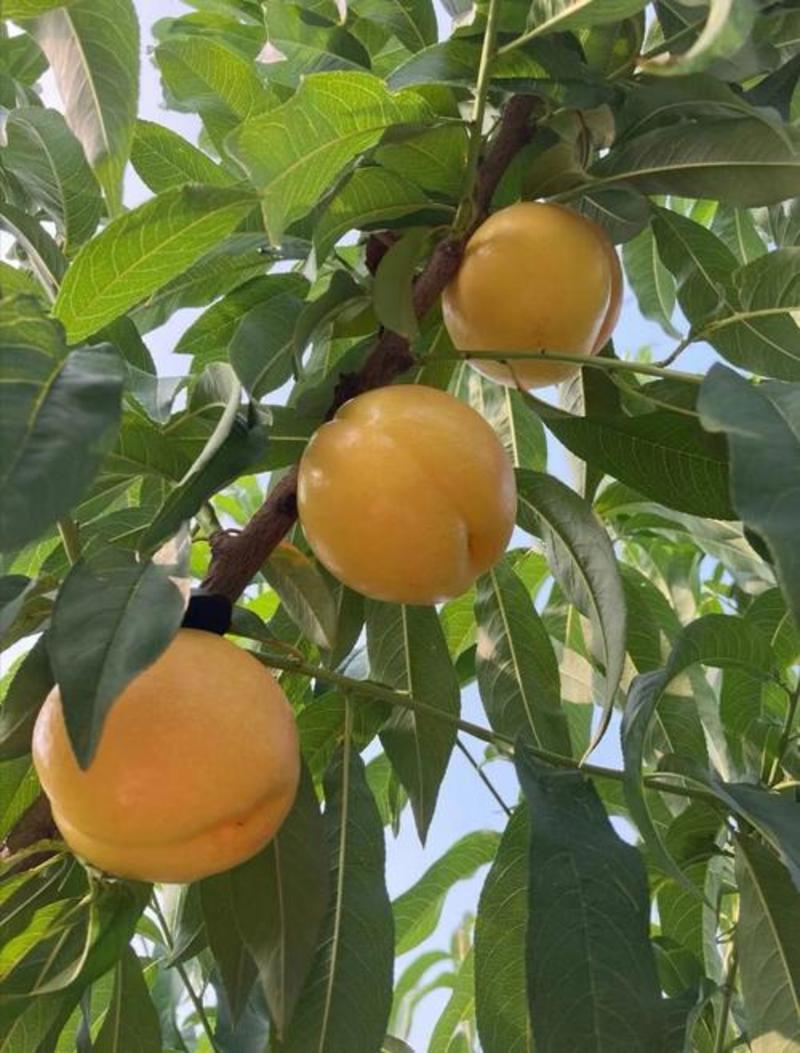 河北省黄油桃专业代收沙土种植产地直销现摘现发