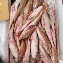 红头鱼，红娘子鱼化鲜高品质，韩国货6两以上的标准1斤左右