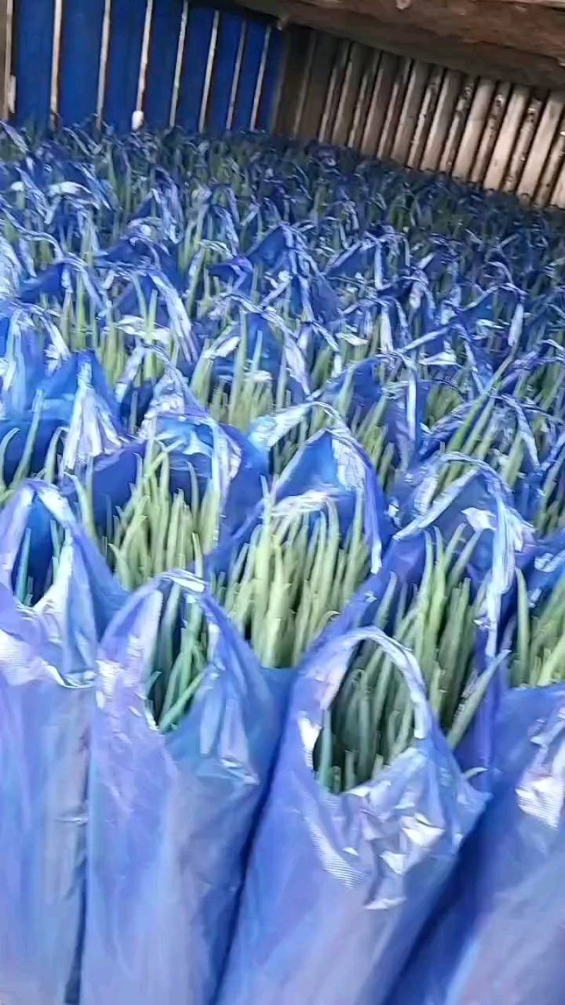 吉林精品香葱，产地直销，新鲜翠绿，欢迎进店咨询~