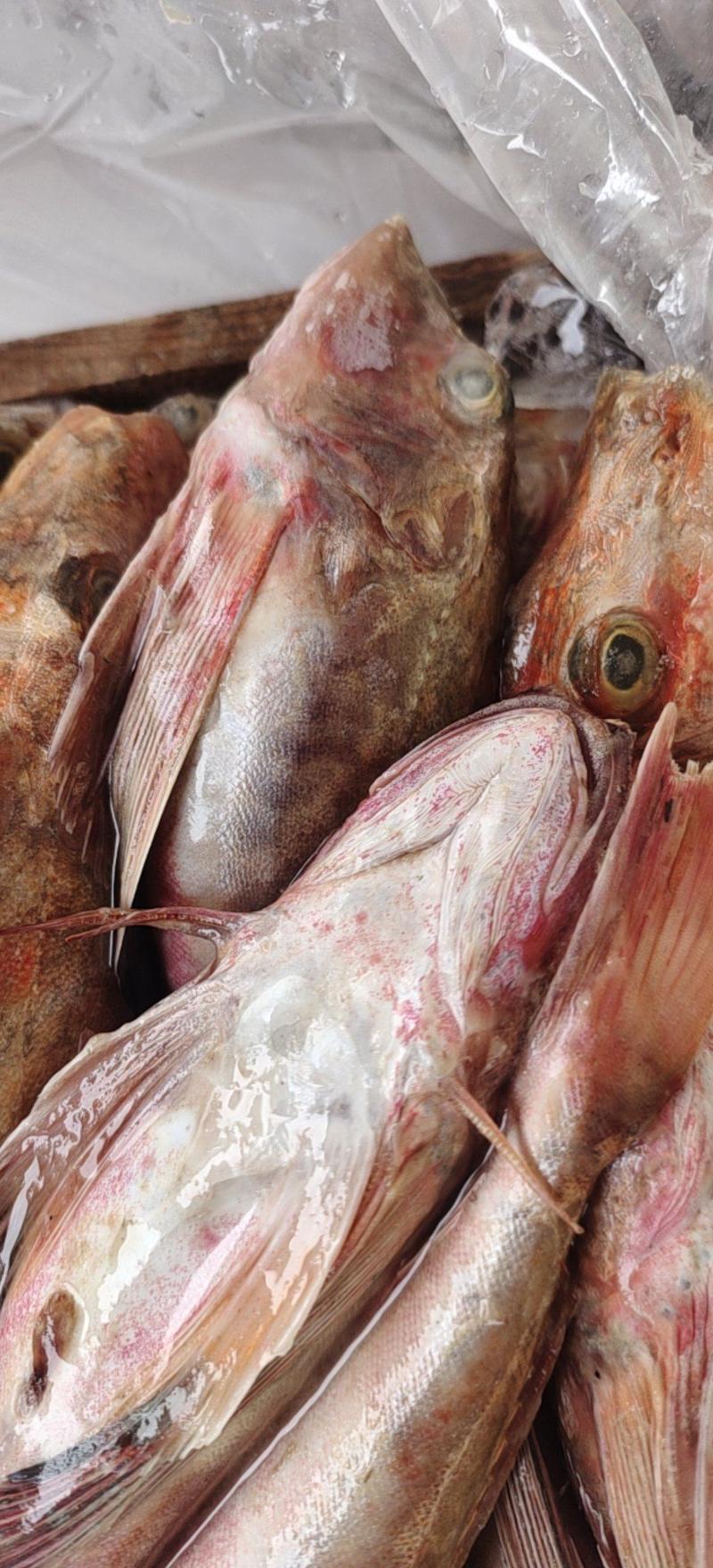 红头鱼，红娘子鱼化鲜高品质，韩国货6两以上的标准1斤左右