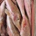 红头鱼，红娘子鱼化鲜高品质，韩国货6两以上的标准1斤左右