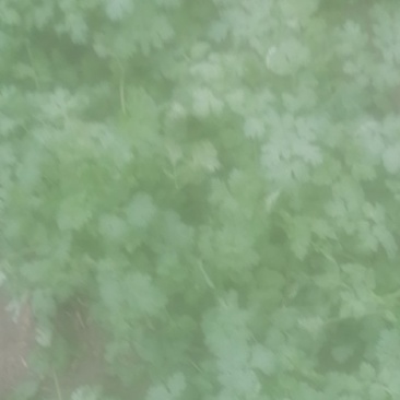 大叶香菜