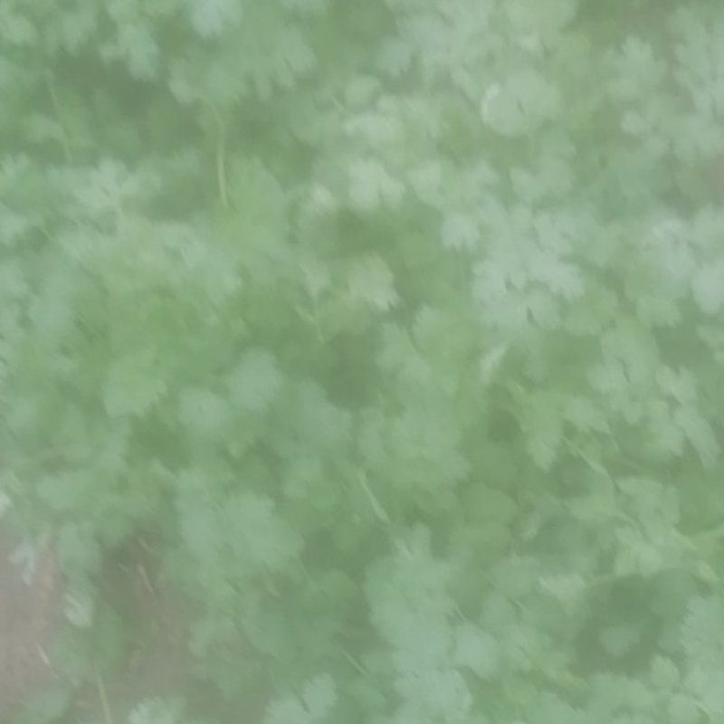 大叶香菜