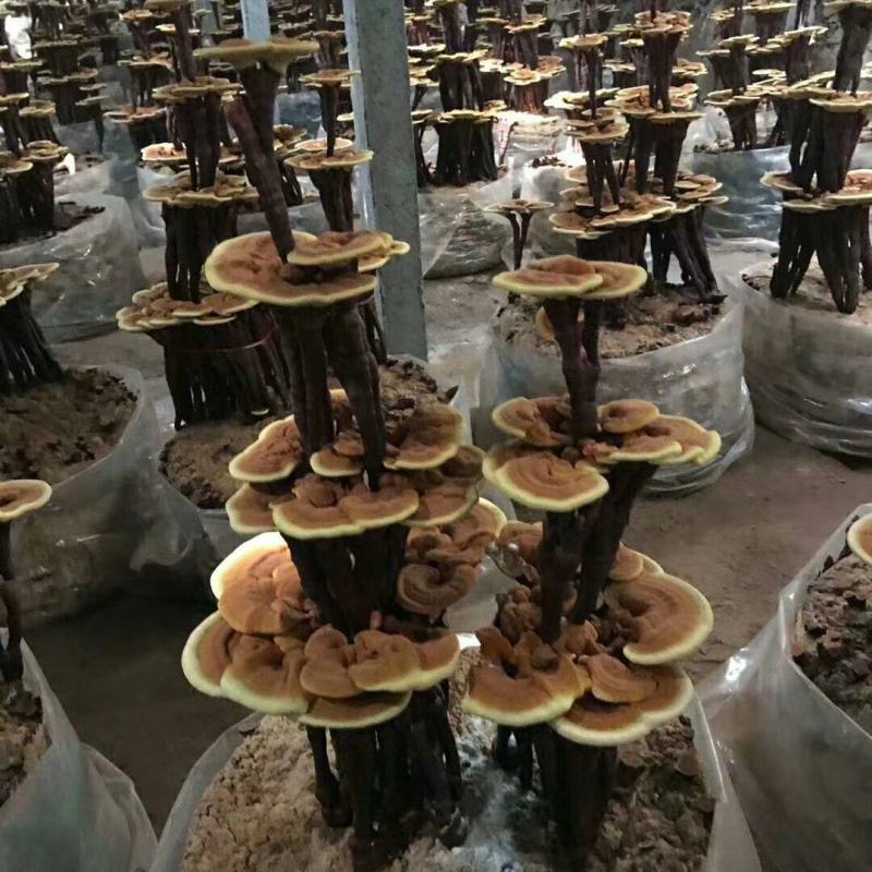 灵芝盆景，各种造型，基地供货，可视频看货电联洽谈