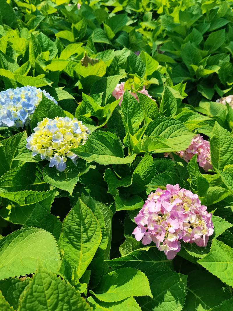 苗圃直供易多魔幻绣球花盆栽绣球花杯苗八仙花地苗量大从优