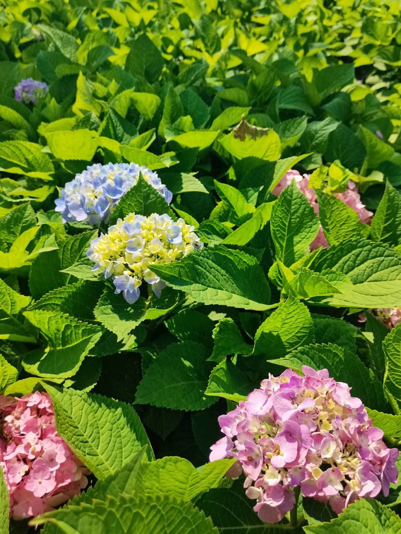 苗圃直供易多魔幻绣球花盆栽绣球花杯苗八仙花地苗量大从优