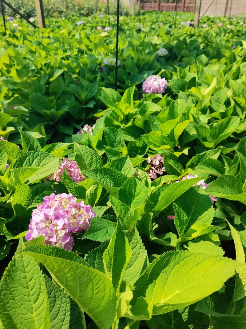 苗圃直供易多魔幻绣球花盆栽绣球花杯苗八仙花地苗量大从优