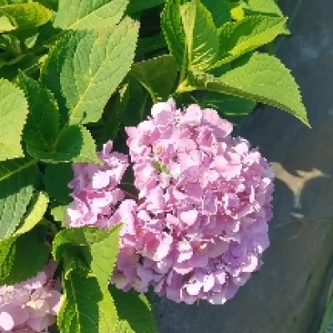 苗圃直供易多魔幻绣球花盆栽绣球花杯苗八仙花地苗量大从优