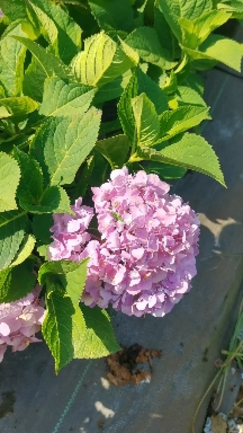 苗圃直供易多魔幻绣球花盆栽绣球花杯苗八仙花地苗量大从优