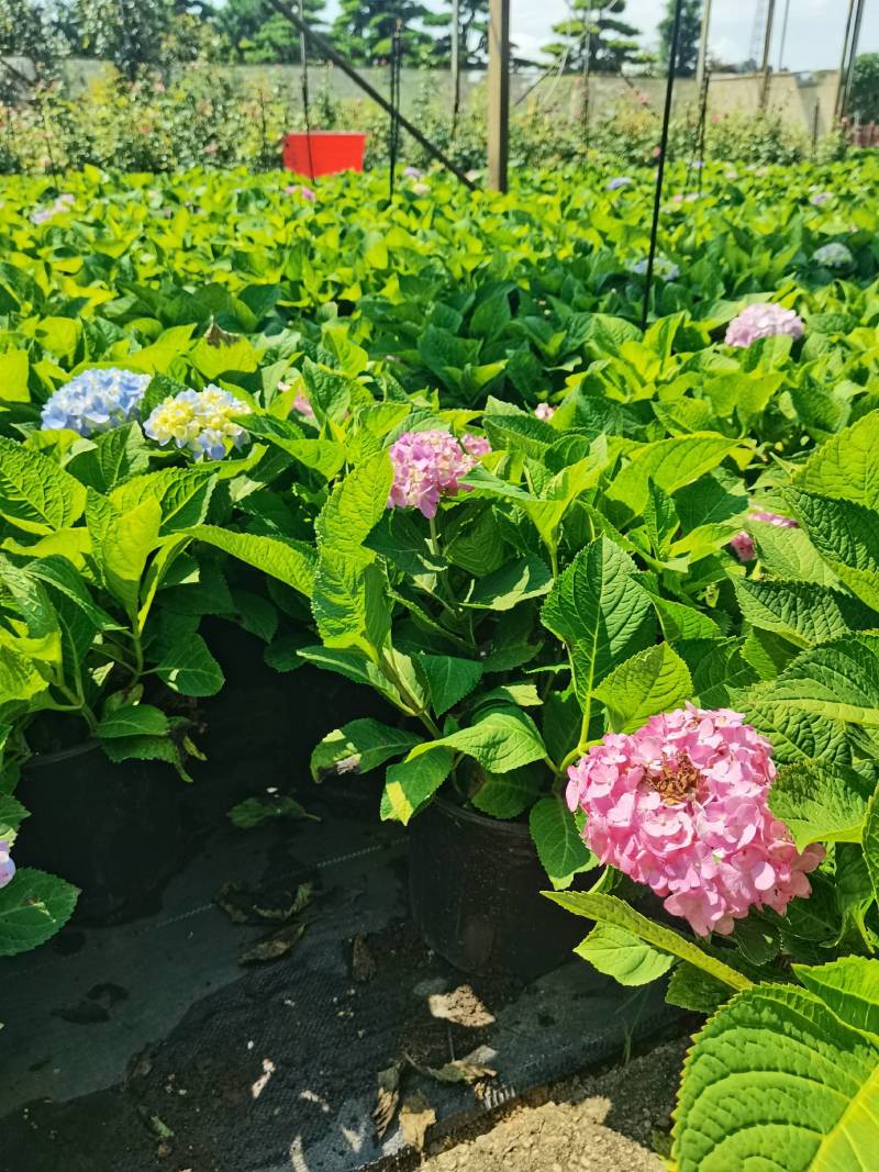 苗圃直供易多魔幻绣球花盆栽绣球花杯苗八仙花地苗量大从优