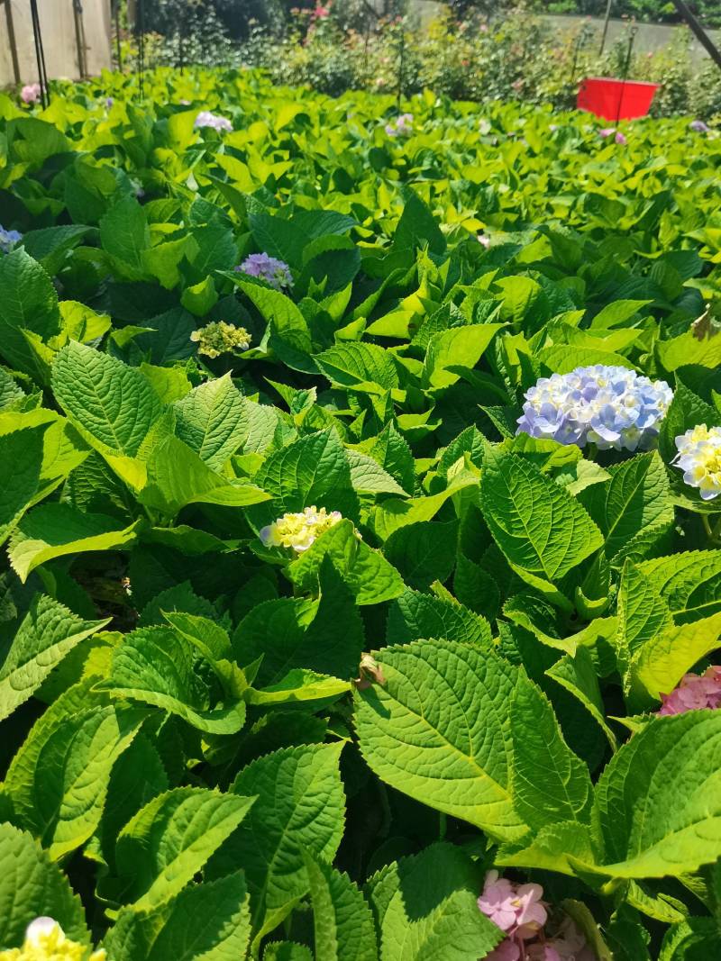 苗圃直供易多魔幻绣球花盆栽绣球花杯苗八仙花地苗量大从优