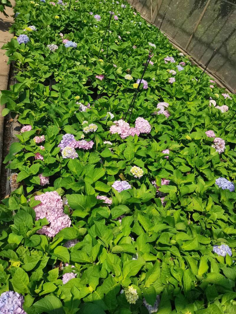 苗圃直供易多魔幻绣球花盆栽绣球花杯苗八仙花地苗量大从优