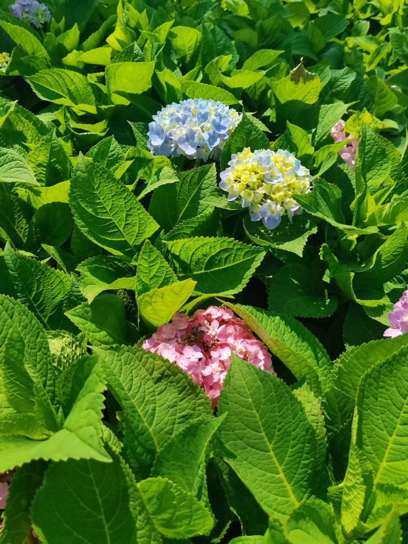 苗圃直供易多魔幻绣球花盆栽绣球花杯苗八仙花地苗量大从优