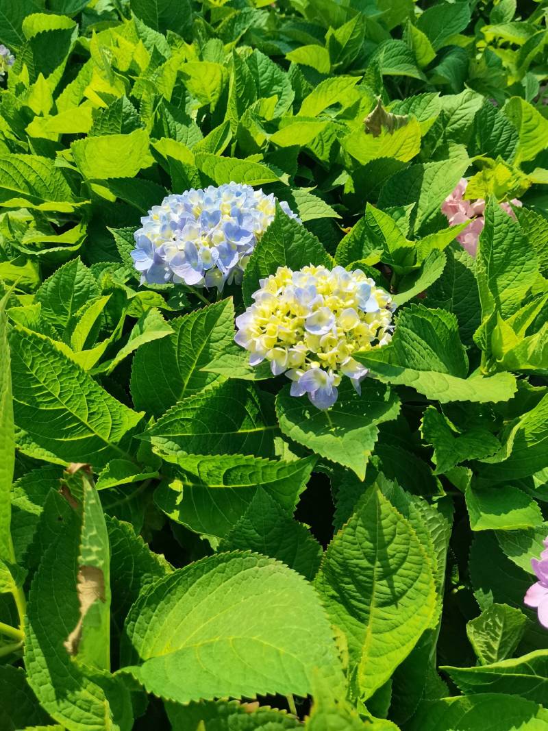 苗圃直供易多魔幻绣球花盆栽绣球花杯苗八仙花地苗量大从优