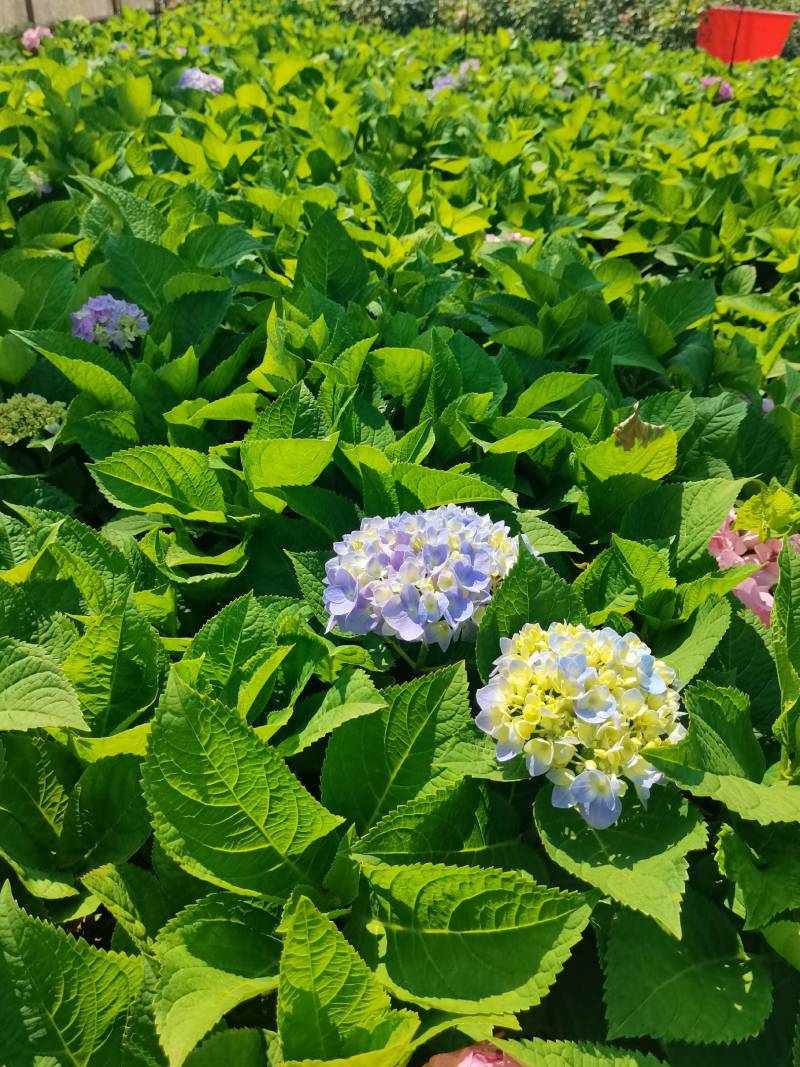 苗圃直供易多魔幻绣球花盆栽绣球花杯苗八仙花地苗量大从优