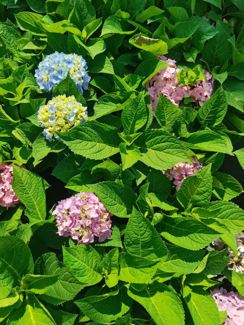 苗圃直供易多魔幻绣球花盆栽绣球花杯苗八仙花地苗量大从优
