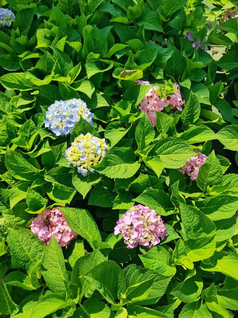 苗圃直供易多魔幻绣球花盆栽绣球花杯苗八仙花地苗量大从优