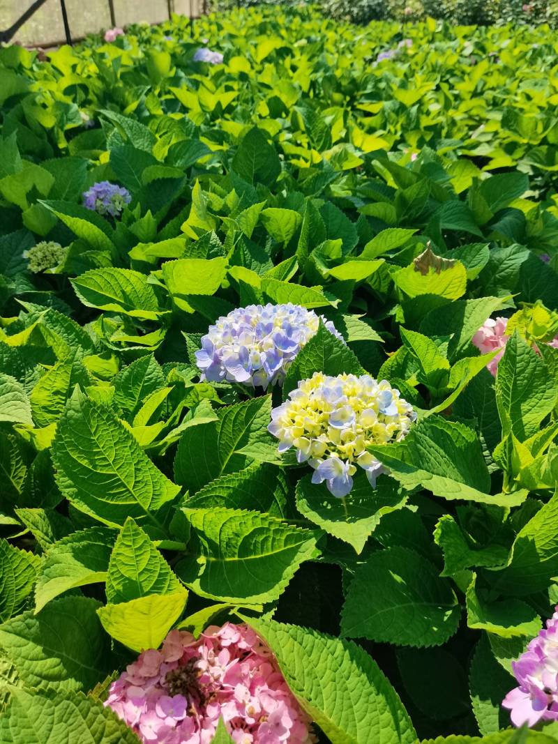 苗圃直供易多魔幻绣球花盆栽绣球花杯苗八仙花地苗量大从优