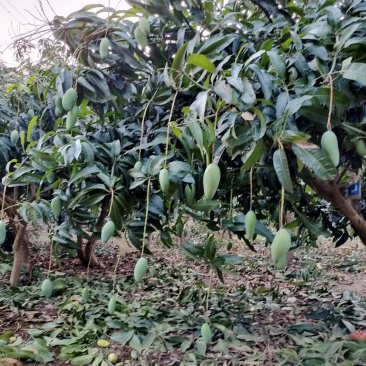 百色芒果