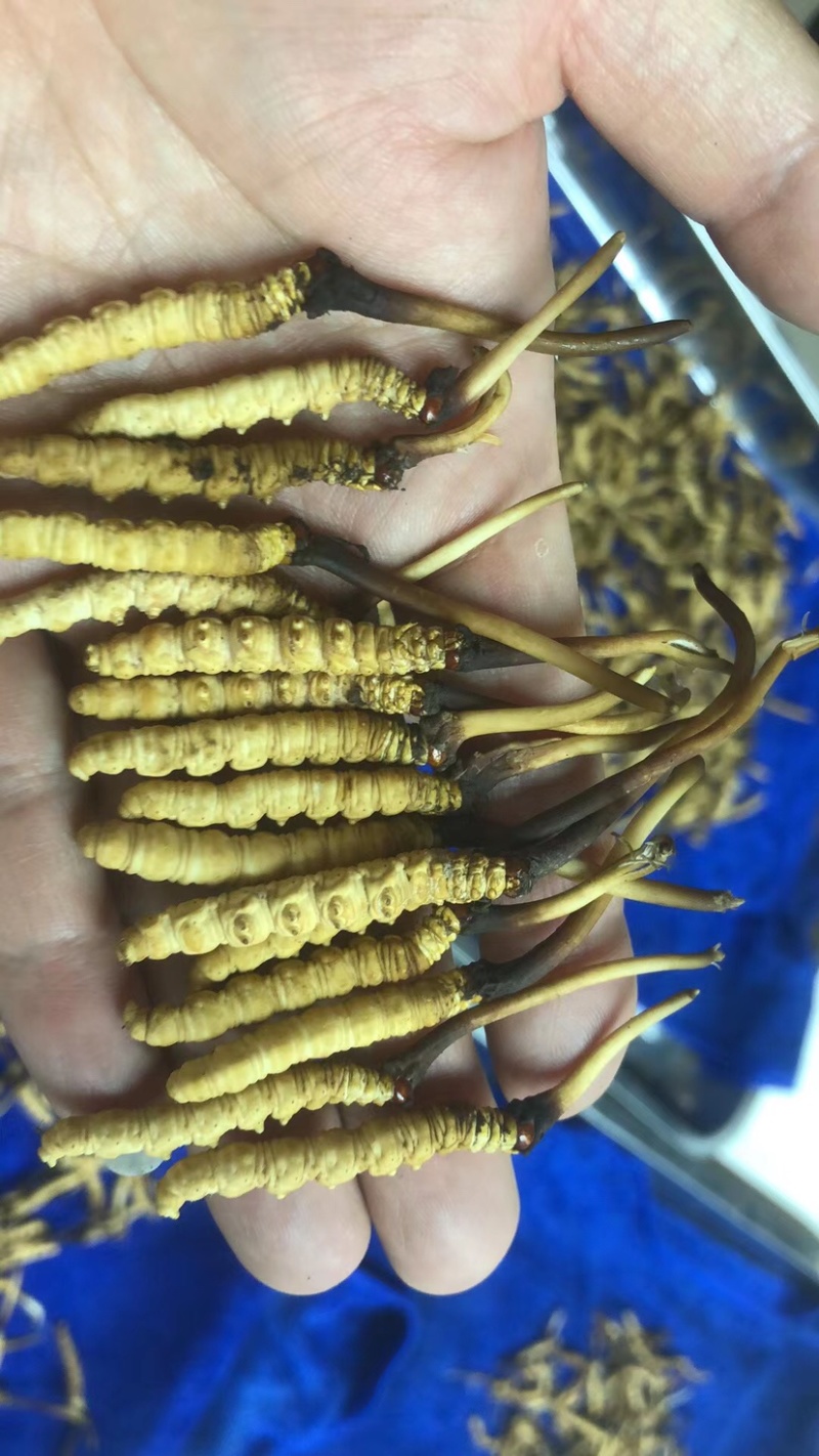 人工种植虫草大量批发