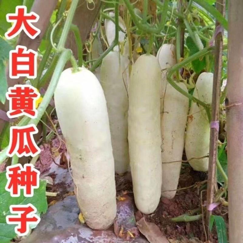 正宗原装老品种特大白皮黄瓜种子阳台庭院大田种植春季蔬菜种