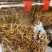 人工种植虫草大量批发
