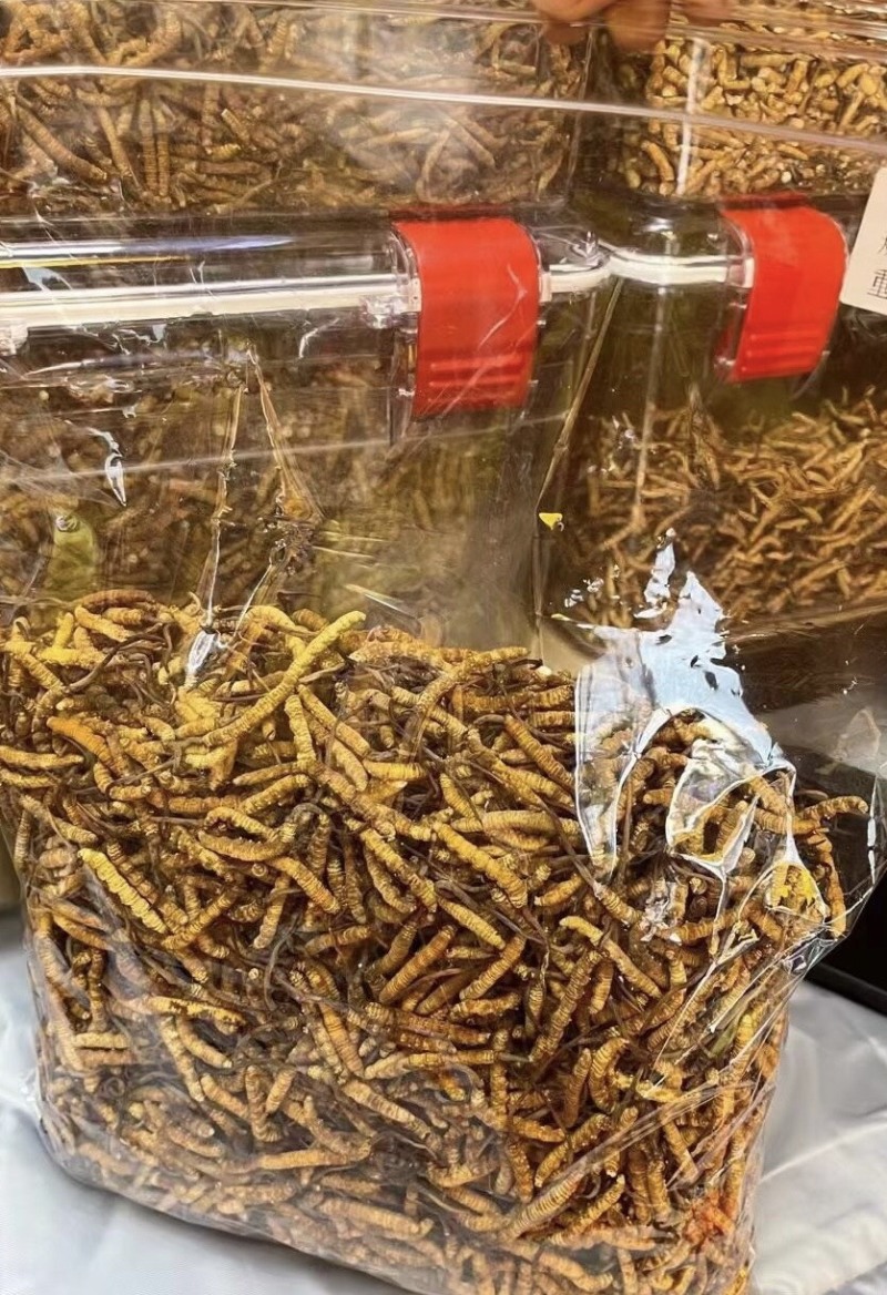 人工种植虫草大量批发