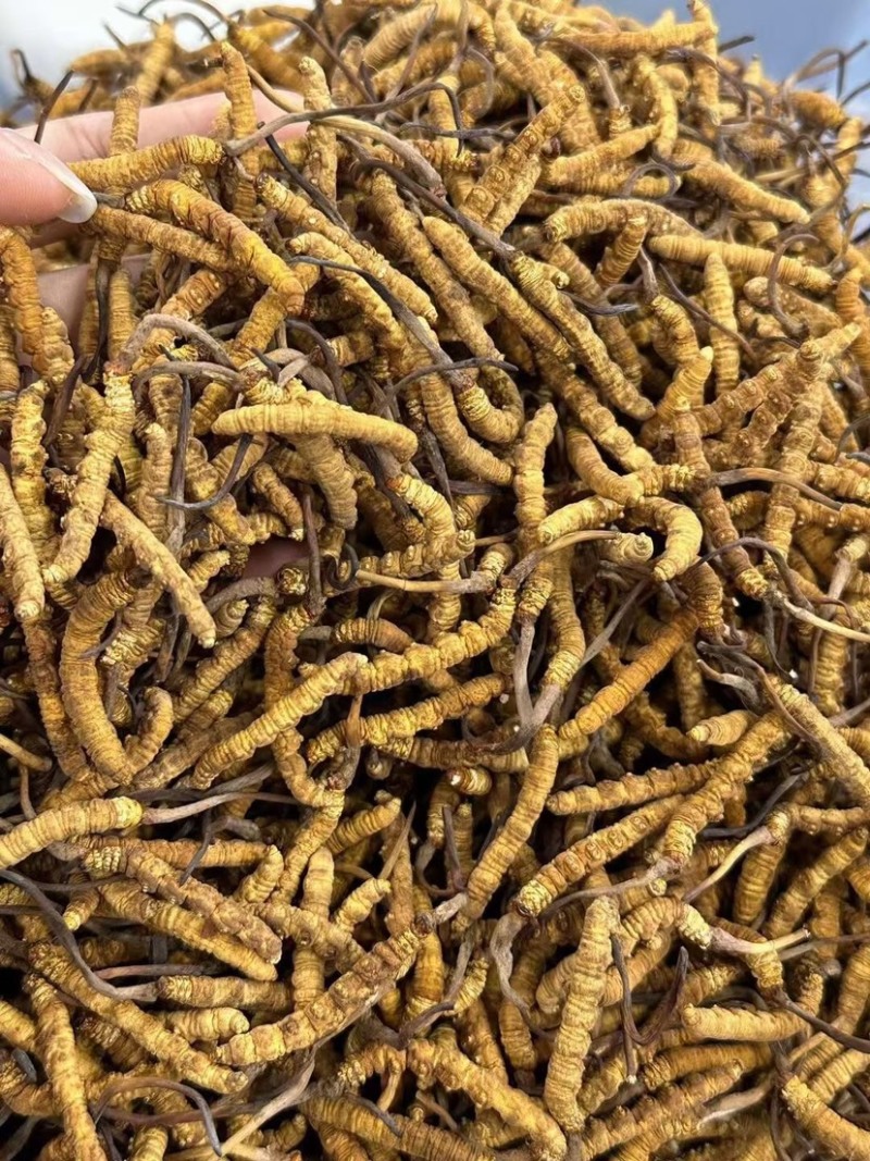 人工种植虫草大量批发