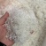 雪燕，龙须雪燕，小龙须雪燕，拉丝雪燕