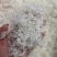 雪燕，龙须雪燕，小龙须雪燕，拉丝雪燕