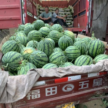 精品8424冰糖麒麟西瓜，美都头茬大量有货
