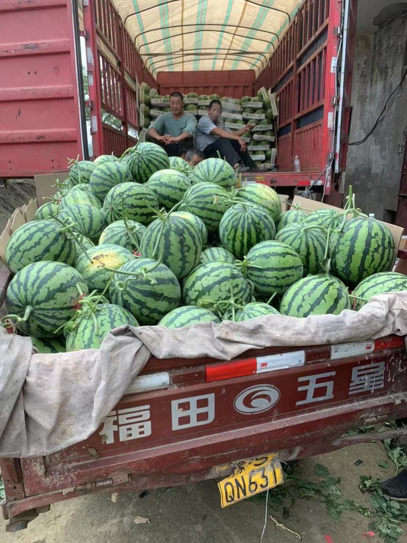 精品8424冰糖麒麟西瓜，美都头茬大量有货