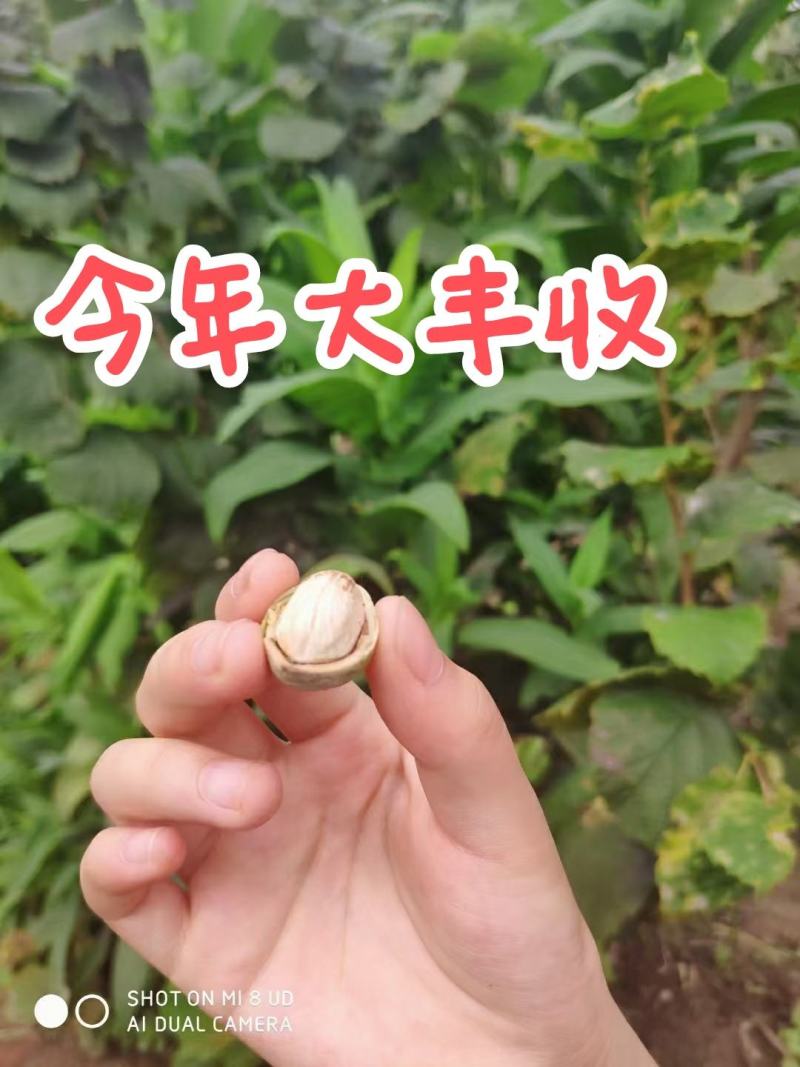 一件带发新鲜大榛子达维玉坠平欧鲜榛子，产地大量有货。