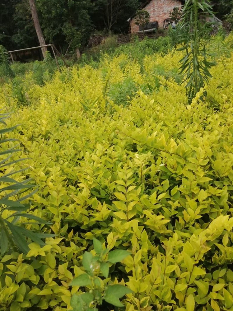 金森女贞小杯大杯高度30-35公分，冠幅30-40