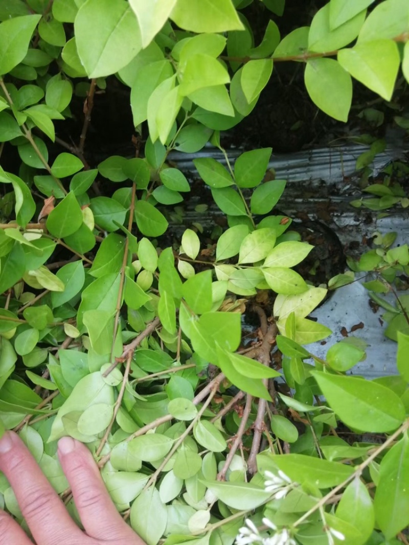 金森女贞小杯大杯高度30-35公分，冠幅30-40